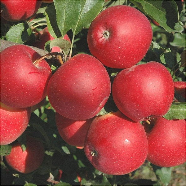 Pomi Fructiferi - Mar Red Love - Anul 4 - Ghiveci - pe Rod - Regatul Plantelor