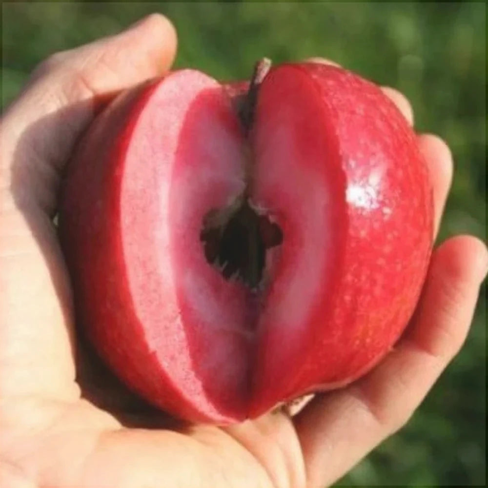 Pomi Fructiferi - Mar Red Love - Anul 4 - Ghiveci - pe Rod - Regatul Plantelor