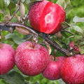 Măr ”Red Love”  la ghiveci
