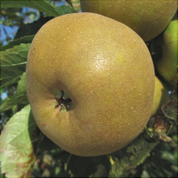 Pomi Fructiferi - Mar Renet de Canada - Anul 3 - 1 buc - Regatul Plantelor