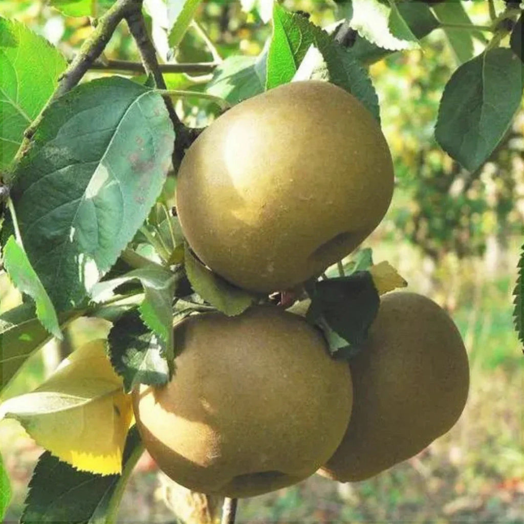 Pomi Fructiferi - Mar Renet de Canada - Anul 3 - 1 buc - Regatul Plantelor