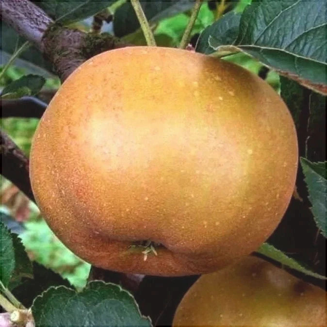 Pomi Fructiferi - Mar Renet de Canada - Anul 3 - 1 buc - Regatul Plantelor