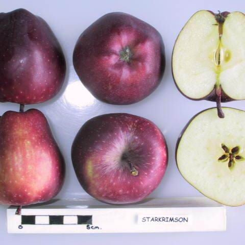 Pomi Fructiferi - Mar Starkrimson - Anul 3 - 1 buc - Regatul Plantelor