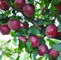 Pomi Fructiferi - Mar Starkrimson - Anul 3 - 1 buc - Regatul Plantelor