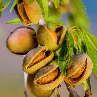 Migdal Largette