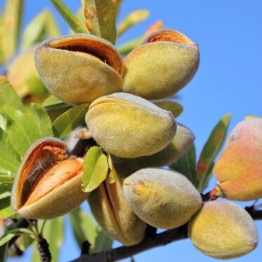 Migdal Largette, Anul 2, 1 Bucata