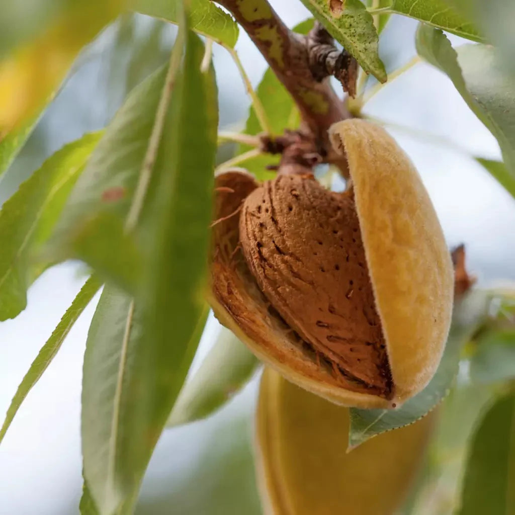 Migdal Largette