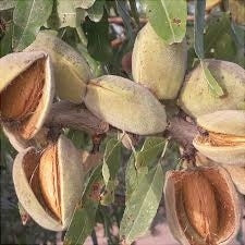 Migdal "Tuono"