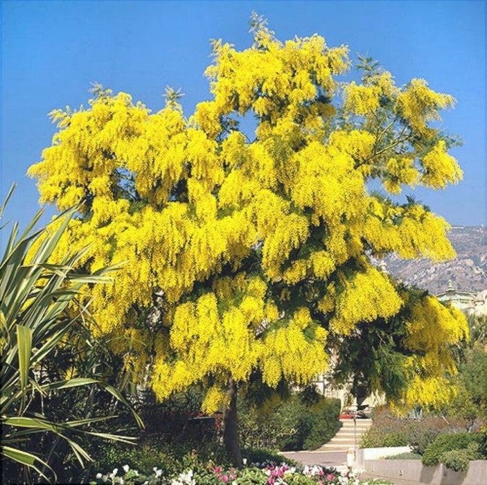 Mimosa