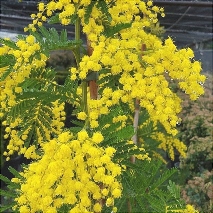 Mimosa