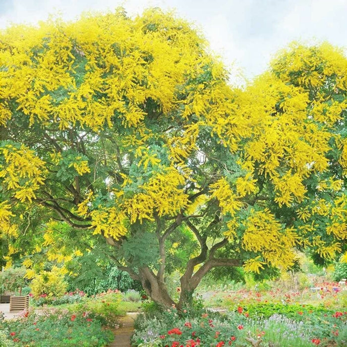 Mimosa