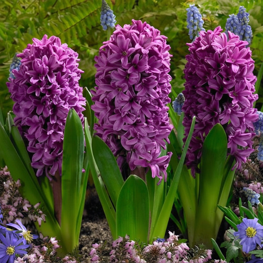 Bulbi Hyacinthus Miss Saigon mov vibrant