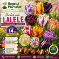 Mix Lalele Papagal, pachet cu 5 bulbi premium și flori spectaculoase în culori variate, cu petale ondulate și franjurate, perfect pentru grădini, jardiniere, ronduri și aranjamente florale elegante
