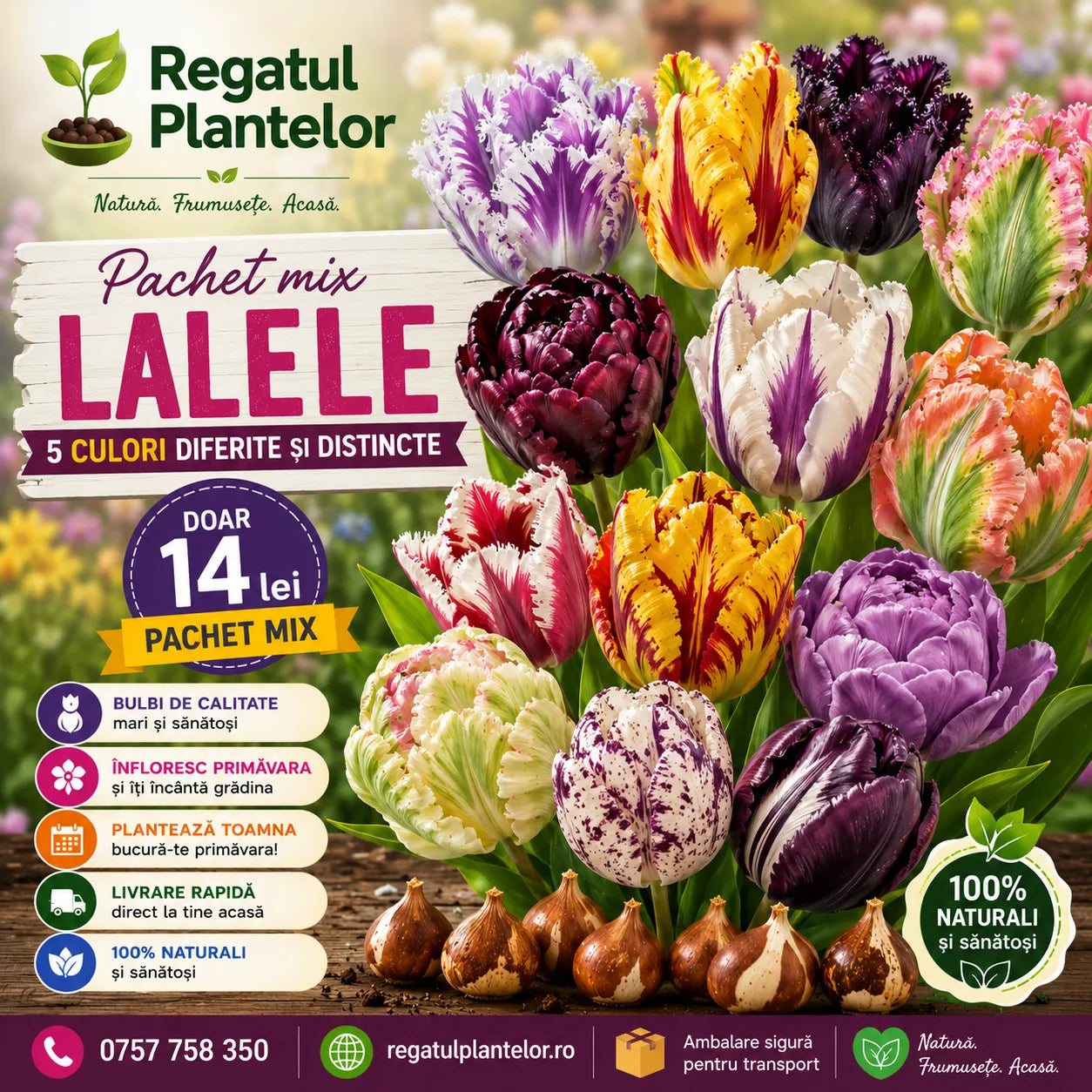 Mix Lalele Papagal, pachet cu 5 bulbi premium și flori spectaculoase în culori variate, cu petale ondulate și franjurate, perfect pentru grădini, jardiniere, ronduri și aranjamente florale elegante