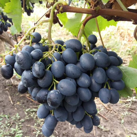 Pachet Mixt Negru Viță de vie de masă Butași 10 Bucăți