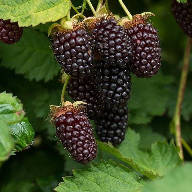 Mur "Boysenberry" la ghiveci