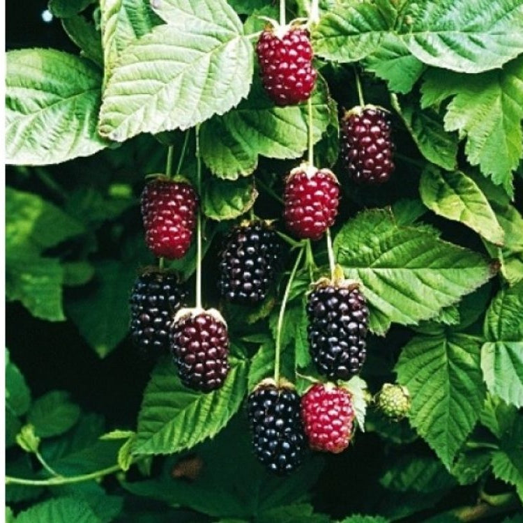 Mur Boysenberry - Regatul Plantelor 3