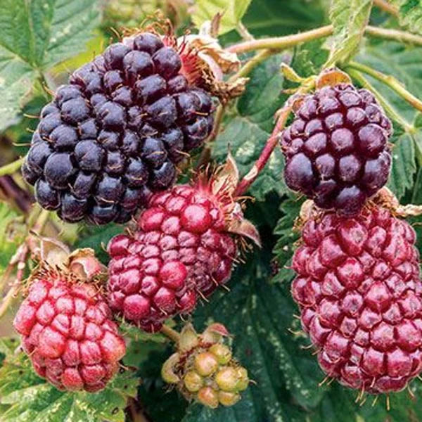 Mur Boysenberry - Regatul Plantelor 2