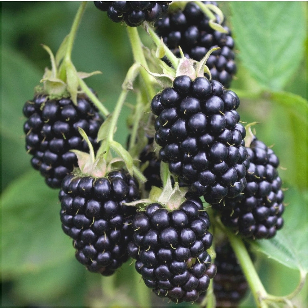 Mur "Navaho Summerlong" la ghiveci