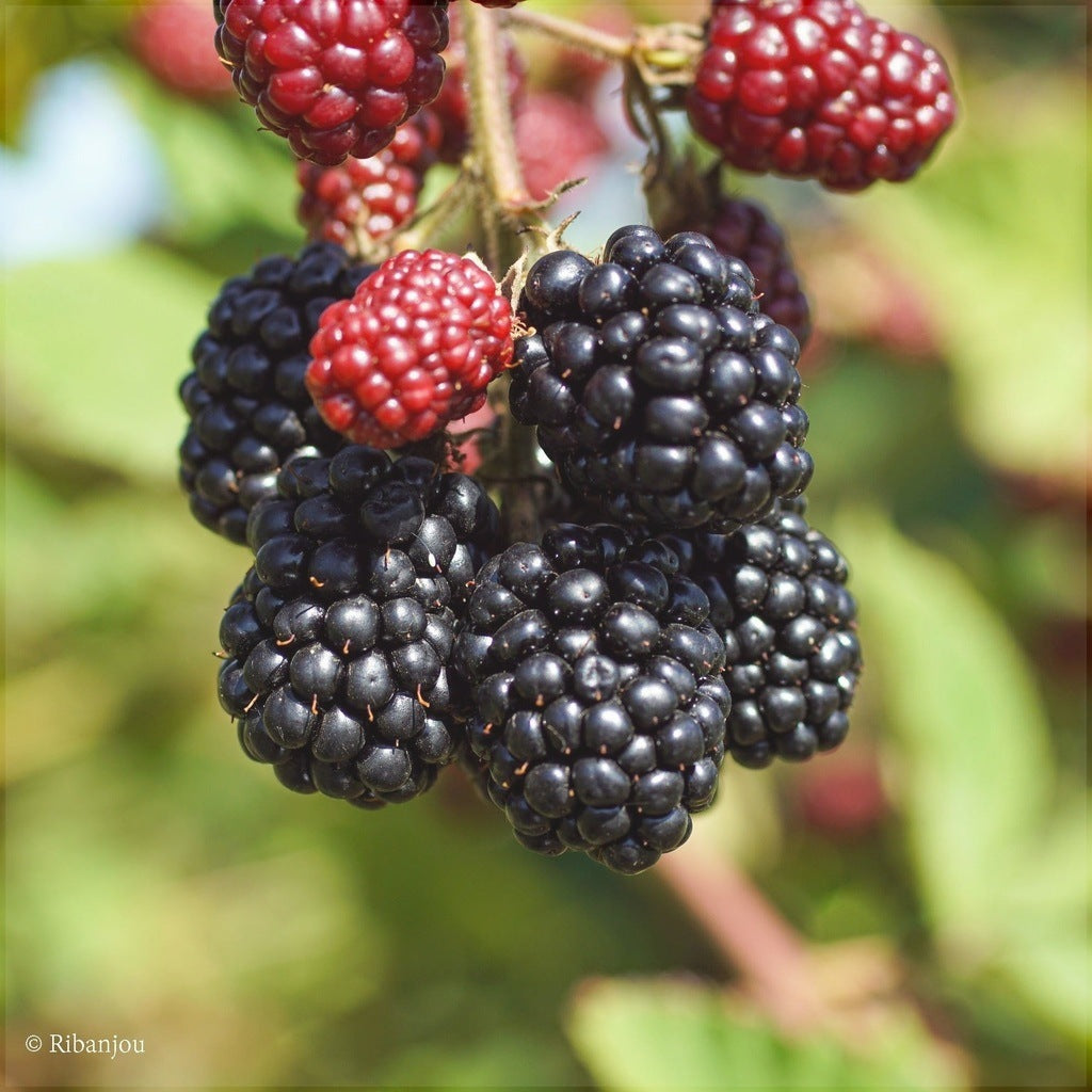 Mur "Thornfree" la ghiveci