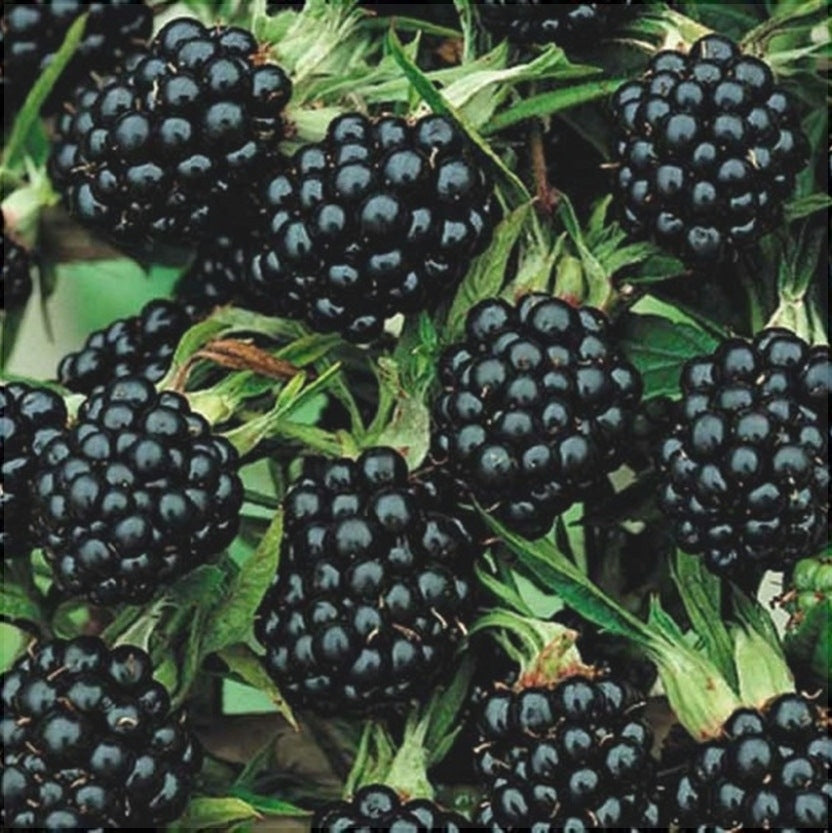 Mur "Thornfree" la ghiveci