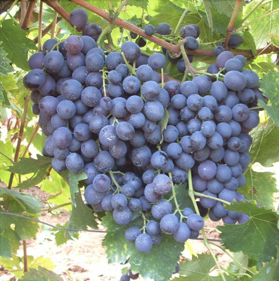 Pachet Mixt Negru Viță de vie de masă Butași 10 Bucăți