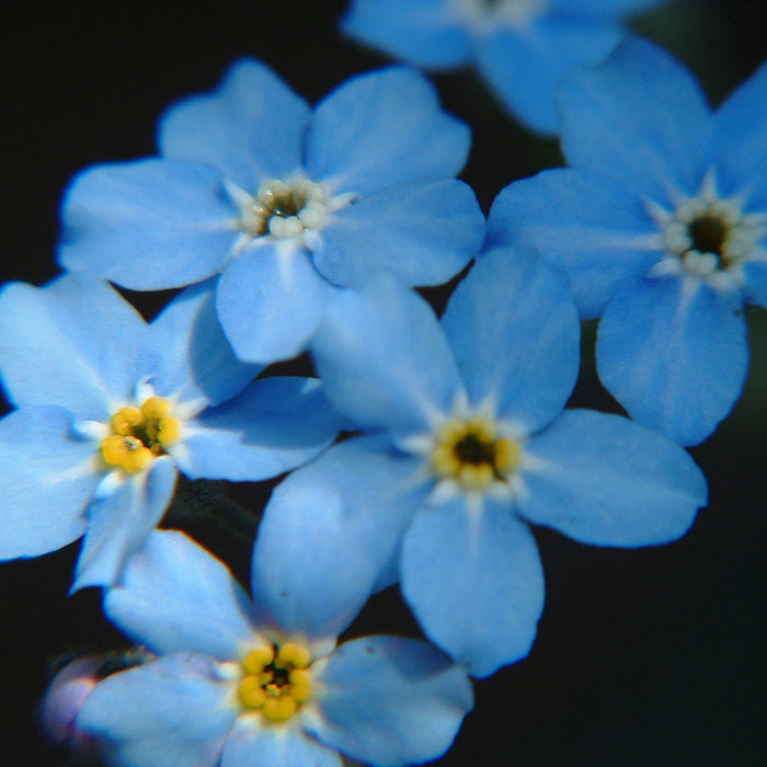 Seminte de Floare De Nu Ma Uita