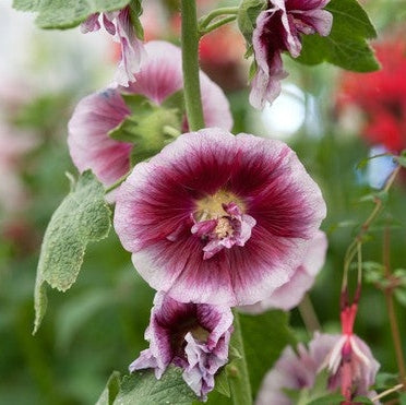 Nalba de Gradina "Alcea Double Cassis", la Ghiveci de 3L, 1 Bucata