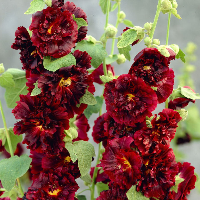 Nalba de Gradina "Alcea Double", Rosu Inchis, la Ghiveci de 3L, 1 Bucata