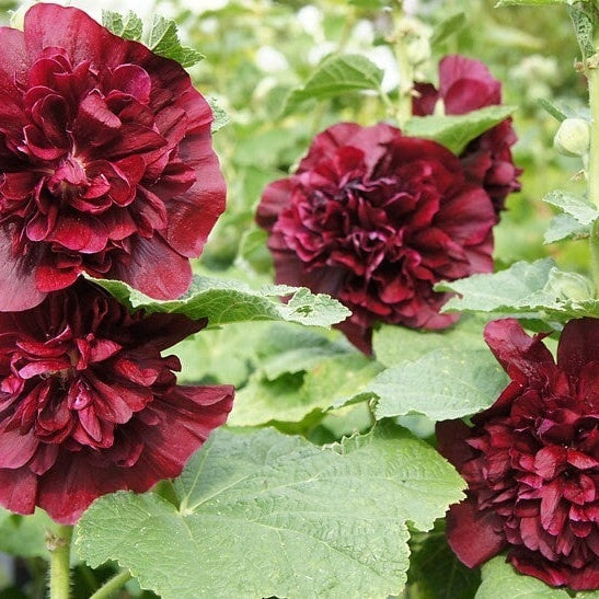 Nalba de Gradina "Alcea Double", Rosu Inchis, la Ghiveci de 3L, 1 Bucata