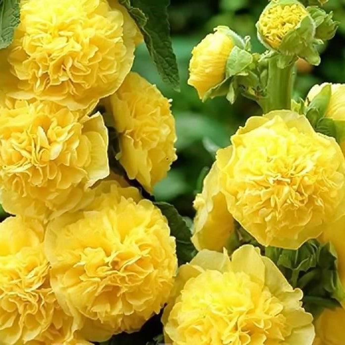 Nalba de Gradina "Alcea Rosea", Galben, la Ghiveci de 3L, 1 Bucata