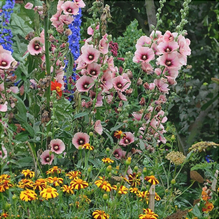 Nalba de Gradina "Alcea Rosea" Halo Apricot, la Ghiveci de 3L, 1 Bucata