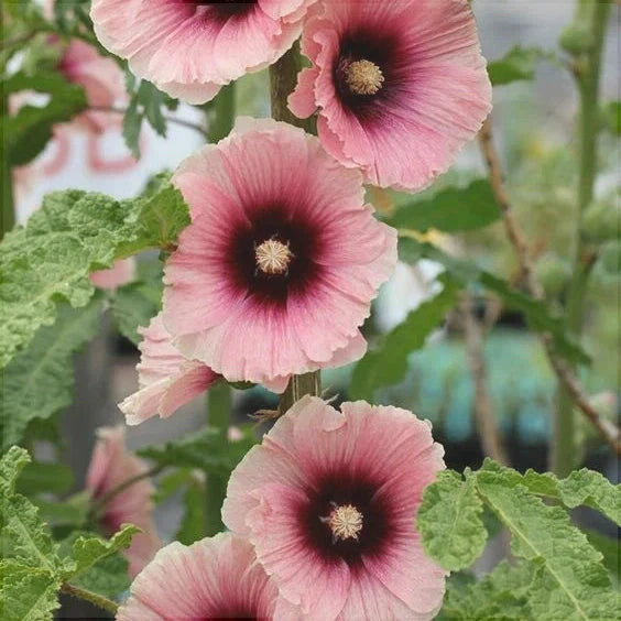 Nalba de Gradina "Alcea Rosea" Halo Apricot, la Ghiveci de 3L, 1 Bucata