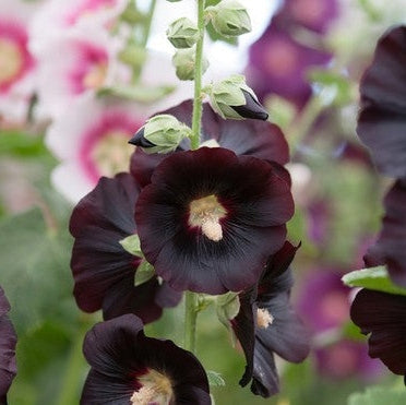 Nalba de Gradina "Alcea Rosea", Negru, la Ghiveci de 3L, 1 Bucata