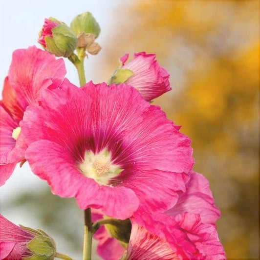 Nalba de Gradina "Alcea Rosea", Roz, la Ghiveci de 3L, 1 Bucata