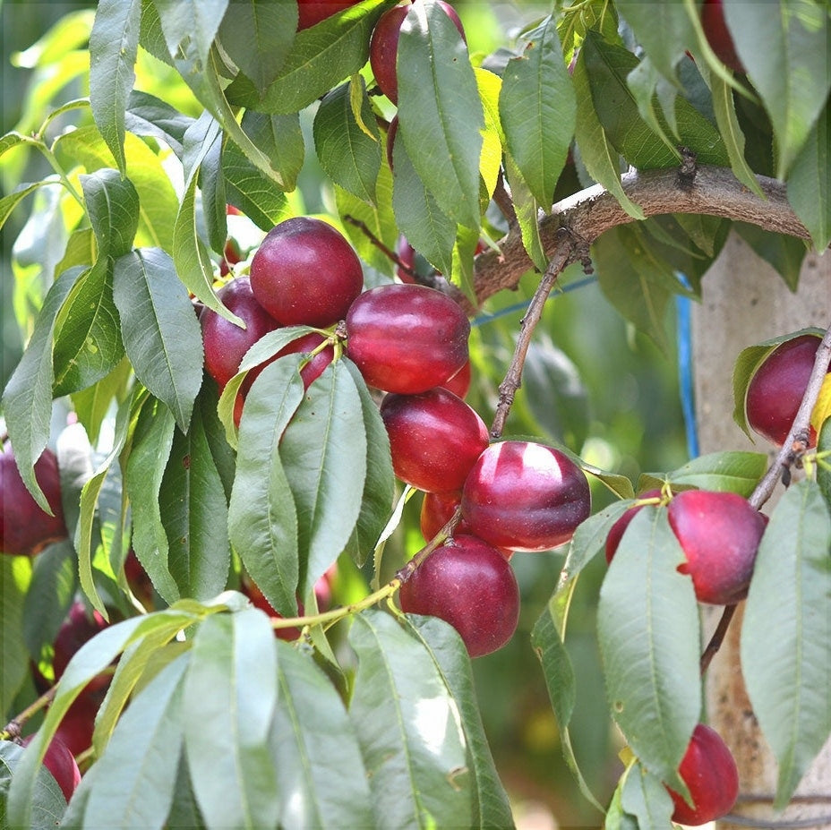 Pomi Fructiferi - Nectarin Cora - Anul 3 - 1 buc - Regatul Plantelor