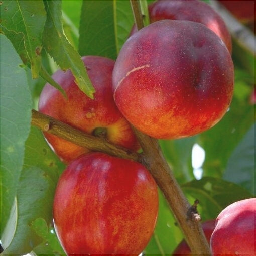 Pomi Fructiferi - Nectarin Cora - Anul 3 - 1 buc - Regatul Plantelor