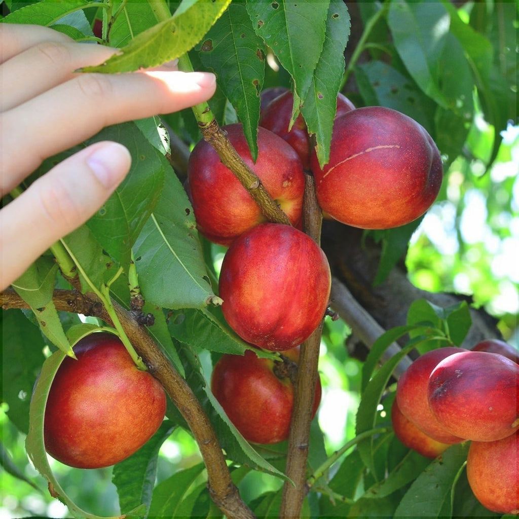 Pomi Fructiferi - Nectarin Cora - Anul 3 - 1 buc - Regatul Plantelor