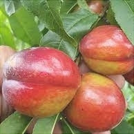 Pomi Fructiferi - Nectarin Crimsongold - Anul 3 - 1 buc - Regatul Plantelor