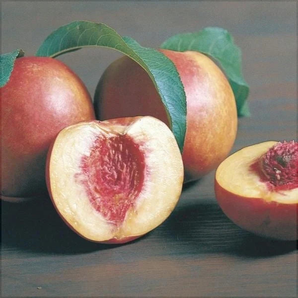 Nectarin "Crimsongold"
