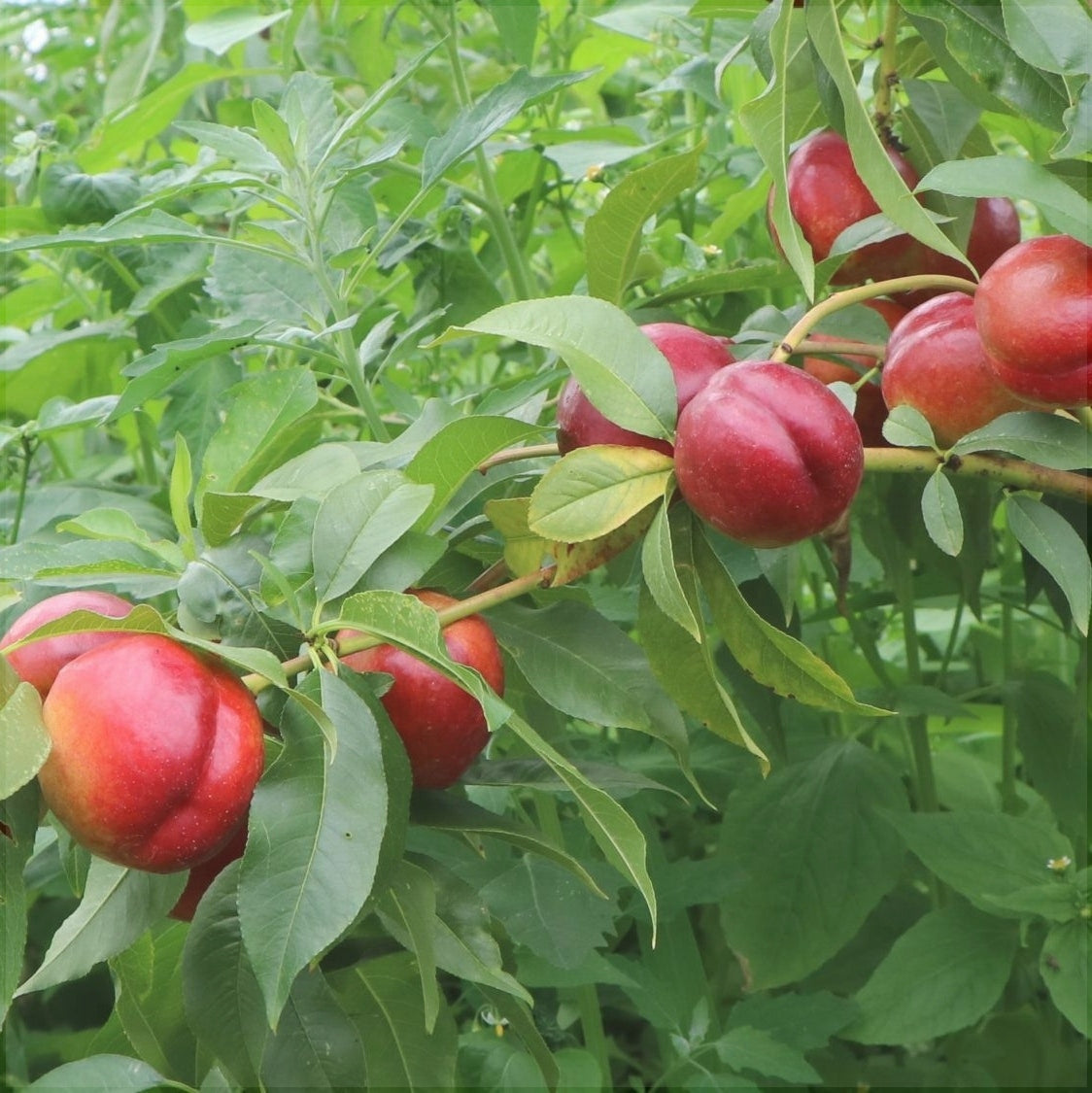 Pomi Fructiferi - Nectarin Crimsongold - Anul 3 - 1 buc - Regatul Plantelor