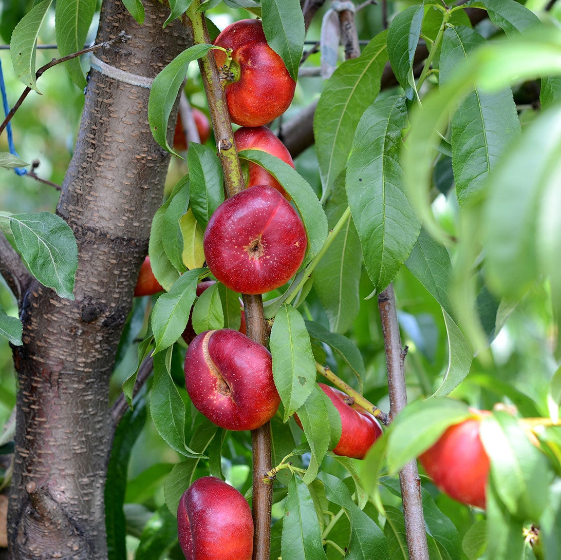 Pomi Fructiferi - Nectarin Fruct Plat - Anul 3 - 1 buc - Regatul Plantelor