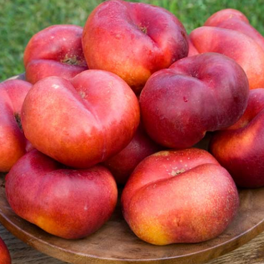 Pomi Fructiferi - Nectarin Fruct Plat - Anul 3 - 1 buc - Regatul Plantelor