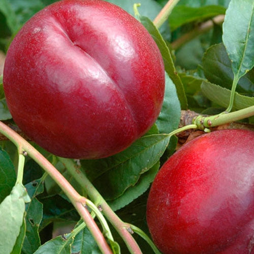 Pomi Fructiferi - Nectarin Honey Flame - Anul 3 - 1 buc - Regatul Plantelor