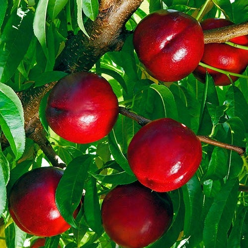 Pomi Fructiferi - Nectarin Honey Flame - Anul 3 - 1 buc - Regatul Plantelor