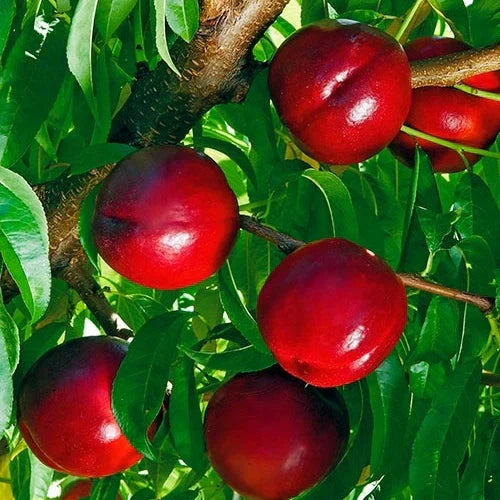 Nectarin ”Honey Flame”