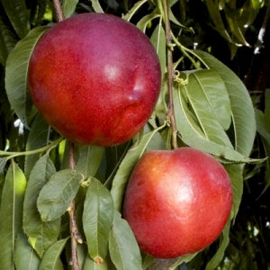 Pomi Fructiferi - Nectarin Honey Flame - Anul 3 - 1 buc - Regatul Plantelor