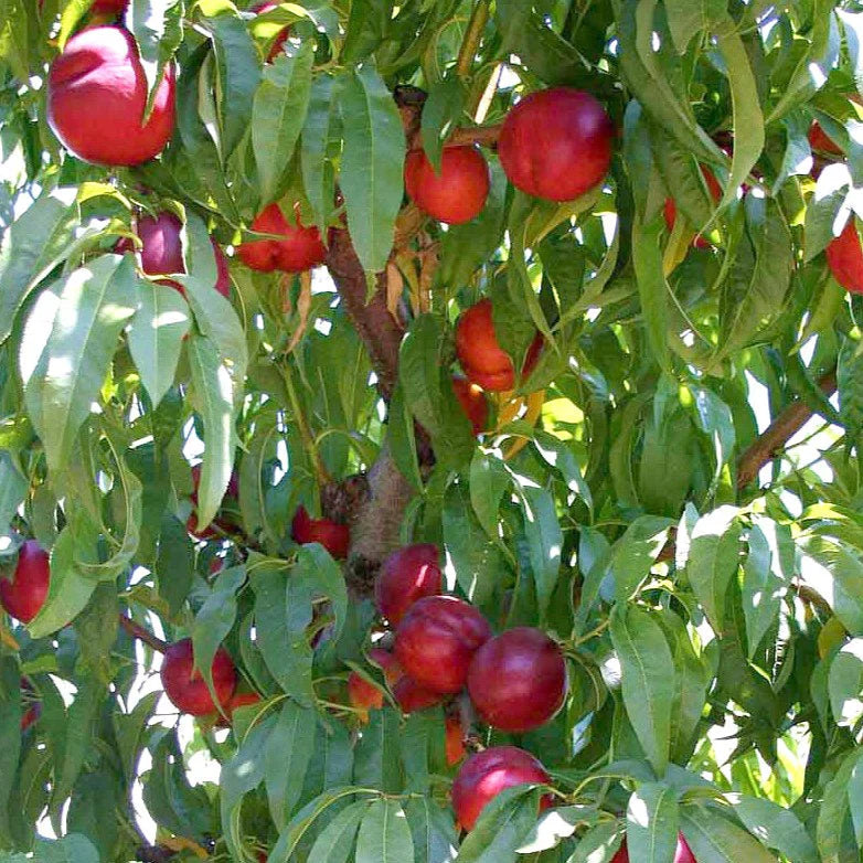 Pomi Fructiferi - Nectarin Nectared - Anul 3 - 1 buc - Regatul Plantelor