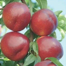 Pomi Fructiferi - Nectarin Romamer - Anul 3 - 1 buc - Regatul Plantelor