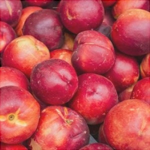 Pomi Fructiferi - Nectarin Romamer - Anul 3 - 1 buc - Regatul Plantelor